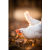 Hens in a farmyard (Gallus gallus domesticus)