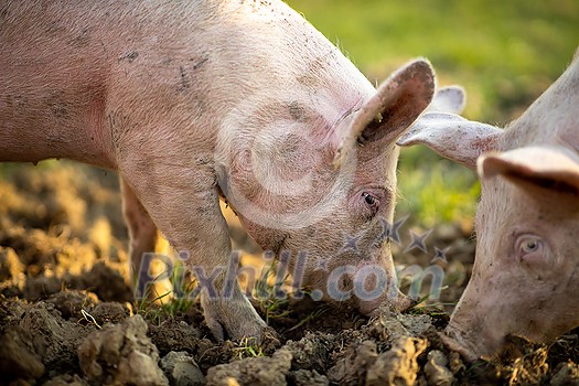 Pigs eating on a meadow in an organic meat farm