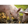 Pigs eating on a meadow in an organic meat farm