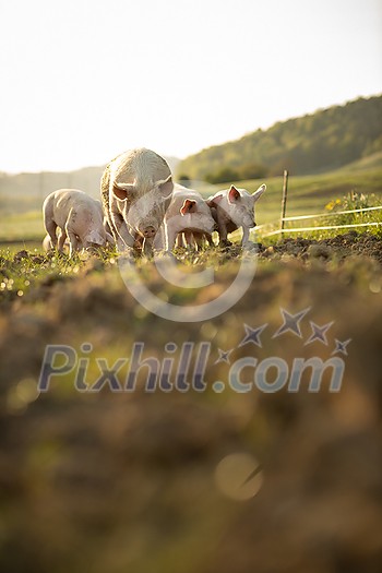 Pigs eating on a meadow in an organic meat farm - aerial image Pigs eating on a meadow in an organic meat farm - aerial image