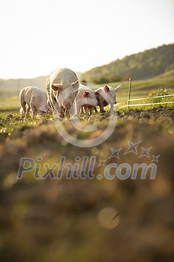 Pigs eating on a meadow in an organic meat farm - aerial image