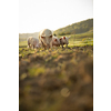 Pigs eating on a meadow in an organic meat farm - aerial image