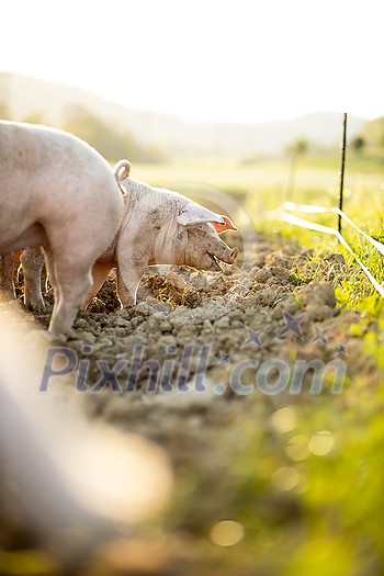 Pigs eating on a meadow in an organic meat farm Pigs eating on a meadow in an organic meat farm