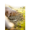 Pigs eating on a meadow in an organic meat farm