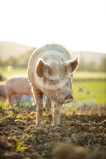 Pigs eating on a meadow in an organic meat farm - aerial image Pigs eating on a meadow in an organic meat farm - aerial image