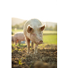 Pigs eating on a meadow in an organic meat farm - aerial image