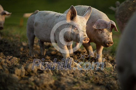 Pigs eating on a meadow in an organic meat farm - aerial image