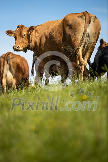 Cows grazing on a lovely green pasture