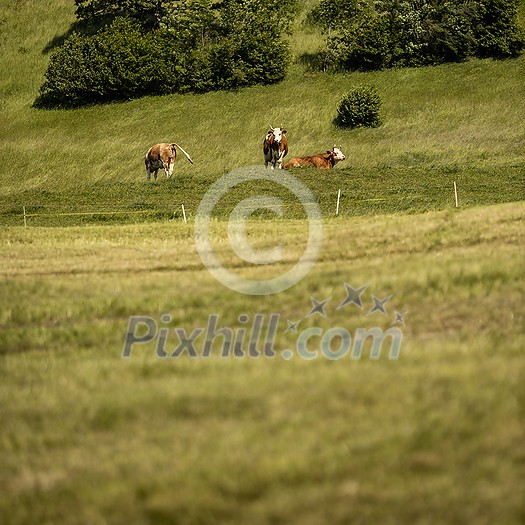 Cows grazing on a lovely green pasture