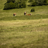 Cows grazing on a lovely green pasture
