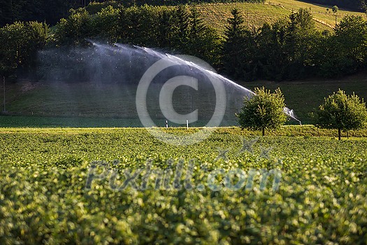 Intense agriculture corn fiekd being irrigatedwith huge amounts of water on a hot summer day Intense agriculture corn fiekd being irrigatedwith huge amounts of water on a hot summer day