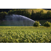 Intense agriculture corn fiekd being irrigatedwith huge amounts of water on a hot summer day