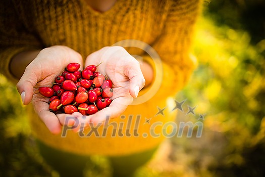 Pretty, young woman collecting rosehip fruit in autumn nature