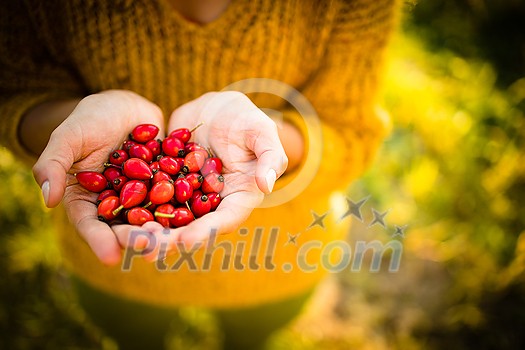 Pretty, young woman collecting rosehip fruit in autumn nature Pretty, young woman collecting rosehip fruit in autumn nature