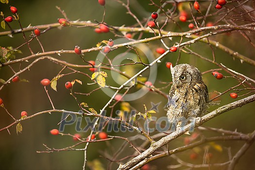Eurasian scops owl (Otus scops) - Small scops owl on a branch in autumnal forest Eurasian scops owl (Otus scops) - Small scops owl on a branch in autumnal forest