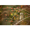 Eurasian scops owl (Otus scops) - Small scops owl on a branch in autumnal forest