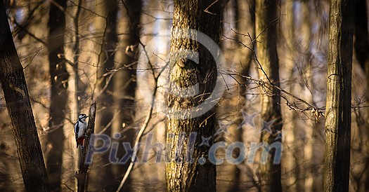 Little woodpecker sits on a tree trunk. A woodpecker obtains food on a large tree in spring. The great spotted woodpecker, Dendrocopos major Little woodpecker sits on a tree trunk. A woodpecker obtains food on a large tree in spring. The great spotted woodpecker, Dendrocopos major
