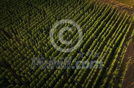 Hops being grown on a field - necessary ingredient for beer brewing Hops being grown on a field - necessary ingredient for beer brewing