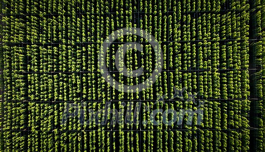 Hops being grown on a field - necessary ingredient for beer brewing