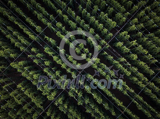 Hops being grown on a field - necessary ingredient for beer brewing Hops being grown on a field - necessary ingredient for beer brewing