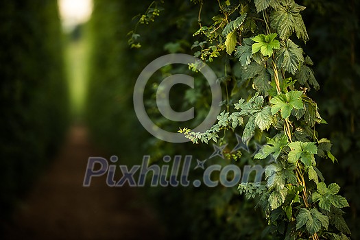 Hops being grown on a field - necessary ingredient for beer brewing Hops being grown on a field - necessary ingredient for beer brewing