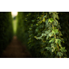 Hops being grown on a field - necessary ingredient for beer brewing