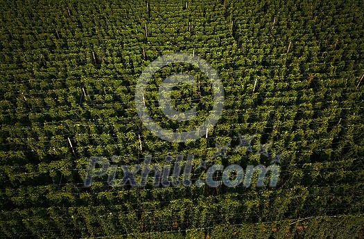 Hops being grown on a field - necessary ingredient for beer brewing Hops being grown on a field - necessary ingredient for beer brewing