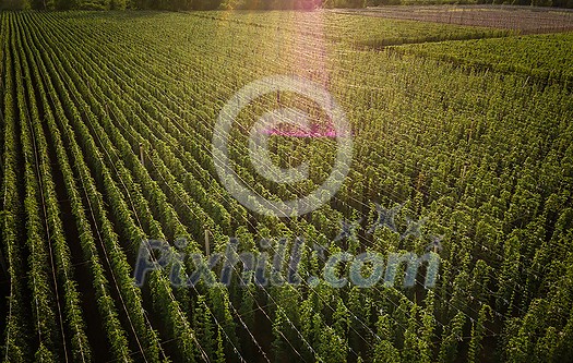 Hops being grown on a field - necessary ingredient for beer brewing Hops being grown on a field - necessary ingredient for beer brewing