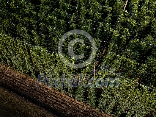 Hops being grown on a field - necessary ingredient for beer brewing Hops being grown on a field - necessary ingredient for beer brewing