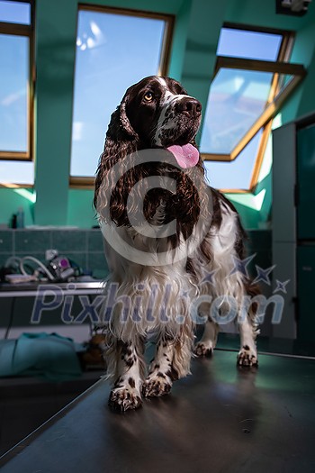 Cute English Cocker Spaniel in a vet clinic waiting for a minor surgery