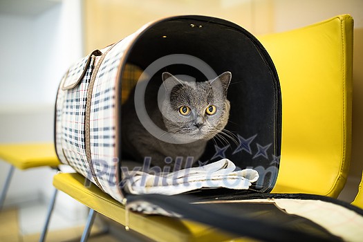 Cat in a veterinary clinic. Feline patient waiting in the waiting room of a vet clinic Cat in a veterinary clinic. Feline patient waiting in the waiting room of a vet clinic