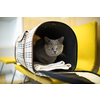 Cat in a veterinary clinic. Feline patient waiting in the waiting room of a vet clinic