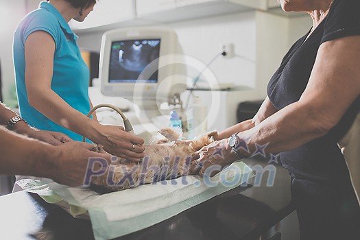 Sick dog being examined by a vet doctor in a veterinarian clinic Sick dog being examined by a vet doctor in a veterinarian clinic
