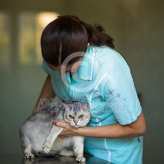 Sick cat being examined by a vet doctor in a veterinarian clinic Sick cat being examined by a vet doctor in a veterinarian clinic