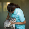 Sick cat being examined by a vet doctor in a veterinarian clinic