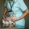 Sick cat being examined by a vet doctor in a veterinarian clinic