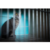 Sick cat waiting for treatment in cage of veterinarian clinic