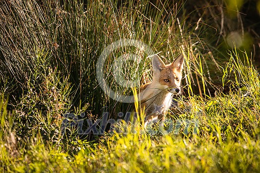 Red fox in its natural habitat - wildlife shot Red fox in its natural habitat - wildlife shot