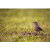 Black redstart (Phoenicurus ochruros) in a lovely garden