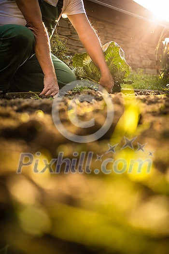 Senior gardener gardening in his permaculture garden - harvesting cabbage