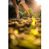 Senior gardener gardening in his permaculture garden - harvesting cabbage