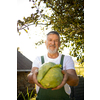 Senior gardener gardening in his permaculture garden - harvesting cabbage