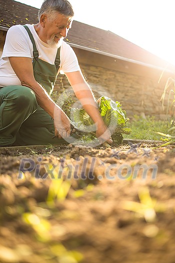 Senior gardener gardening in his permaculture garden - harvesting cabbage