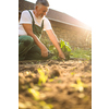 Senior gardener gardening in his permaculture garden - harvesting cabbage