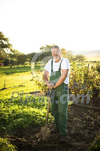 Senior gardener gardening in his permaculture garden - holding a spade Senior gardener gardening in his permaculture garden - holding a spade