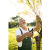 Senior gardener gardening in his permaculture garden - harvesting cabbage