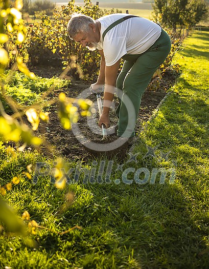 Senior gardener gardening in his permaculture garden - turning over the soil in his garden with a spade Senior gardener gardening in his permaculture garden - turning over the soil in his garden with a spade