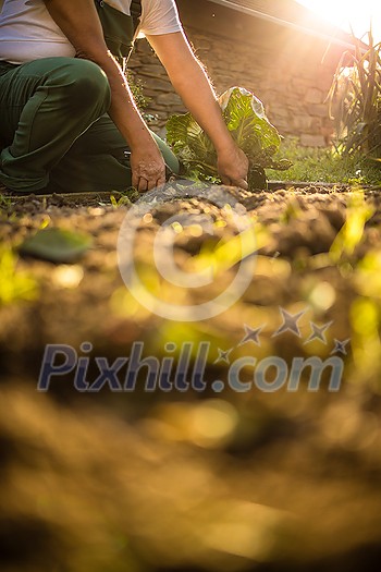 Senior gardener gardening in his permaculture garden - harvesting cabbage Senior gardener gardening in his permaculture garden - harvesting cabbage