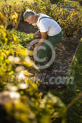 Senior gardener gardening in his permaculture garden - turning over the soil in his garden with a spade