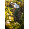 Senior gardener gardening in his permaculture garden - turning over the soil in his garden with a spade